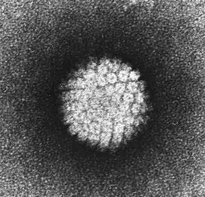 Kann die HPV-Impfung das Krebsrisiko verringern?