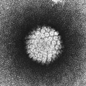 Papilloma-Virus-HPV