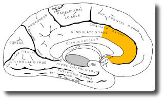 Gyrus cinguli anterior