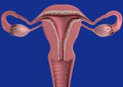 Pembrolizumab (Keytruda) bei Gebärmutterhalskrebs (Zervixkarzinom)