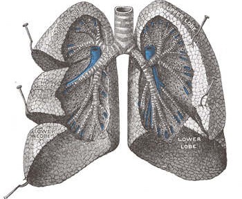 Trastuzumab-Deruxtecan (Enhertu) bei Lungenkrebs / NSCLC