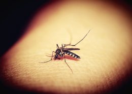 Artesunate Amivas bei Malaria: Zulassungsempfehlung für EU