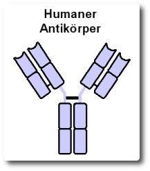 monoklonaler-humaner-antikoerper