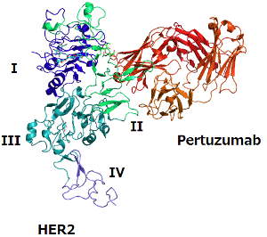 pertuzumab